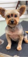 Yorkshire Terrier Puppies for sale in Westchester County, NY, USA. price: NA