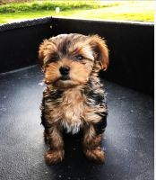 Yorkshire Terrier Puppies for sale in Galveston, TX, USA. price: NA