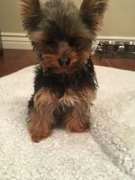 Yorkshire Terrier Puppies for sale in Cedar City, UT, USA. price: NA