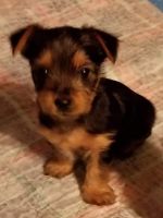 Yorkshire Terrier Puppies for sale in Kaufman, TX, USA. price: NA