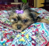 Yorkshire Terrier Puppies for sale in Sarasota, FL, USA. price: NA