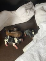 Yorkshire Terrier Puppies for sale in Marietta, GA, USA. price: NA