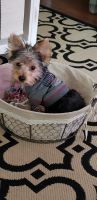 Yorkshire Terrier Puppies for sale in 5295 E 100th St, Garfield Heights, OH 44125, USA. price: NA
