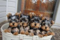 Yorkshire Terrier Puppies for sale in Duval Ave, Miami, FL 33157, USA. price: NA