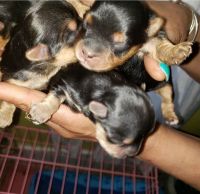Yorkshire Terrier Puppies for sale in Gainesville, GA, USA. price: NA
