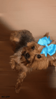 Yorkshire Terrier Puppies for sale in Humble, TX, USA. price: NA