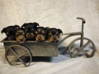 Yorkshire Terrier Puppies for sale in Boyne City, MI 49712, USA. price: NA