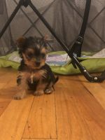 Yorkshire Terrier Puppies for sale in Rhode Island Ave, Pawtucket, RI 02860, USA. price: NA