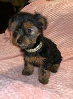 Yorkshire Terrier Puppies for sale in 108 Magnolia St, Barbourville, KY 40906, USA. price: NA