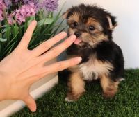 Yorkshire Terrier Puppies for sale in Bakersfield St, Bakersfield, CA 93301, USA. price: NA