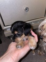 Yorkshire Terrier Puppies for sale in Clearwater, FL, USA. price: NA