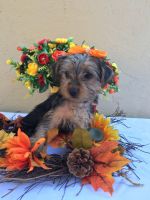 Yorkshire Terrier Puppies for sale in 9548 Dearborn Ave, South Gate, CA 90280, USA. price: NA