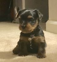 Yorkshire Terrier Puppies for sale in Massillon, OH, USA. price: NA