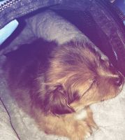 Yorkshire Terrier Puppies for sale in Houston, TX 77086, USA. price: NA