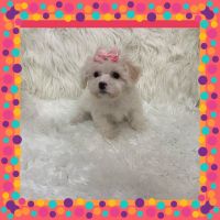 Yorkshire Terrier Puppies for sale in 2050 W 56th St, Hialeah, FL 33016, USA. price: NA