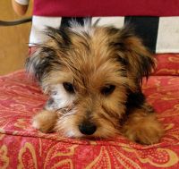 Yorkshire Terrier Puppies for sale in Bowman Ave, Bowman, SC 29018, USA. price: NA