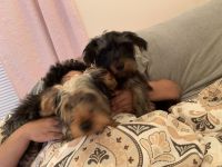 Yorkshire Terrier Puppies for sale in Youngstown, OH, USA. price: NA