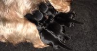 Yorkshire Terrier Puppies for sale in Jamestown, RI, USA. price: NA