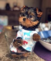Yorkshire Terrier Puppies for sale in Clovis Ave, Clovis, CA, USA. price: NA