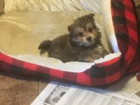 Yorkshire Terrier Puppies for sale in Schoharie, NY 12157, USA. price: NA