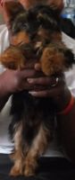 Yorkshire Terrier Puppies for sale in Philadelphia, PA 19146, USA. price: NA