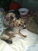 Yorkshire Terrier Puppies for sale in Clarksville, TN 37040, USA. price: NA