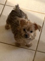 Yorkshire Terrier Puppies for sale in Gaston, SC 29053, USA. price: NA