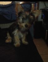 Yorkshire Terrier Puppies for sale in Franklin, PA 16323, USA. price: NA