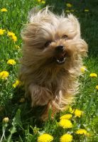 Yorkshire Terrier Puppies for sale in Klamath Falls, OR, USA. price: NA