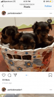 Yorkshire Terrier Puppies for sale in Colorado Springs, CO, USA. price: NA