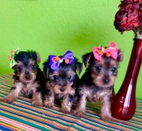 Yorkshire Terrier Puppies for sale in Albuquerque, NM 87110, USA. price: NA