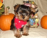 Yorkshire Terrier Puppies for sale in Arizona City, AZ 85123, USA. price: NA