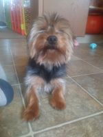 Yorkshire Terrier Puppies for sale in 2933 Eastern Ave, Sacramento, CA 95821, USA. price: NA