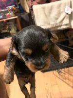 Yorkshire Terrier Puppies for sale in Paterson, NJ, USA. price: NA