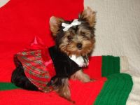 Yorkshire Terrier Puppies for sale in Cedar Rapids, IA, USA. price: NA