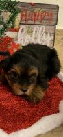 Yorkshire Terrier Puppies for sale in Buda, TX 78610, USA. price: NA