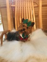Yorkshire Terrier Puppies for sale in Gull Lake, Ross Township, MI 49012, USA. price: NA