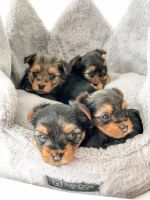 Yorkshire Terrier Puppies for sale in Staten Island, NY 10312, USA. price: NA
