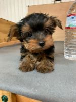 Yorkshire Terrier Puppies for sale in MD-611, Berlin, MD, USA. price: NA