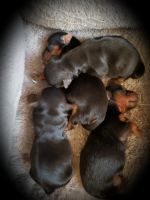 Yorkshire Terrier Puppies for sale in Cochranton, PA, USA. price: NA