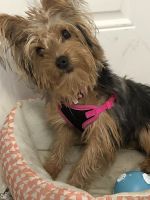 Yorkshire Terrier Puppies for sale in Pompano Beach, FL 33063, USA. price: NA