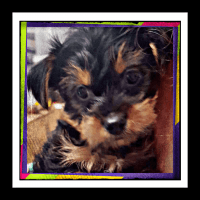 Yorkshire Terrier Puppies for sale in Pittsburg, KS 66762, USA. price: NA