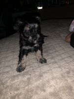 Yorkshire Terrier Puppies for sale in E RNCHO DMNGZ, CA 90221, USA. price: NA