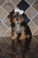 Yorkshire Terrier Puppies for sale in Brea, CA, USA. price: NA