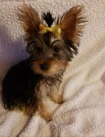 Yorkshire Terrier Puppies for sale in Chicago, IL 60623, USA. price: NA