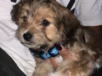 Yorkshire Terrier Puppies for sale in Rocky Mount, NC, USA. price: NA