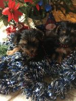 Yorkshire Terrier Puppies for sale in Lebanon, VA 24266, USA. price: NA