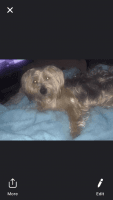 Yorkshire Terrier Puppies for sale in Stafford Courthouse, VA 22554, USA. price: NA