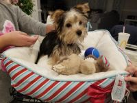 Yorkshire Terrier Puppies for sale in Hawthorne, NJ, USA. price: NA