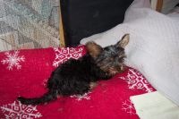 Yorkshire Terrier Puppies for sale in Clear Lake, WI, USA. price: NA